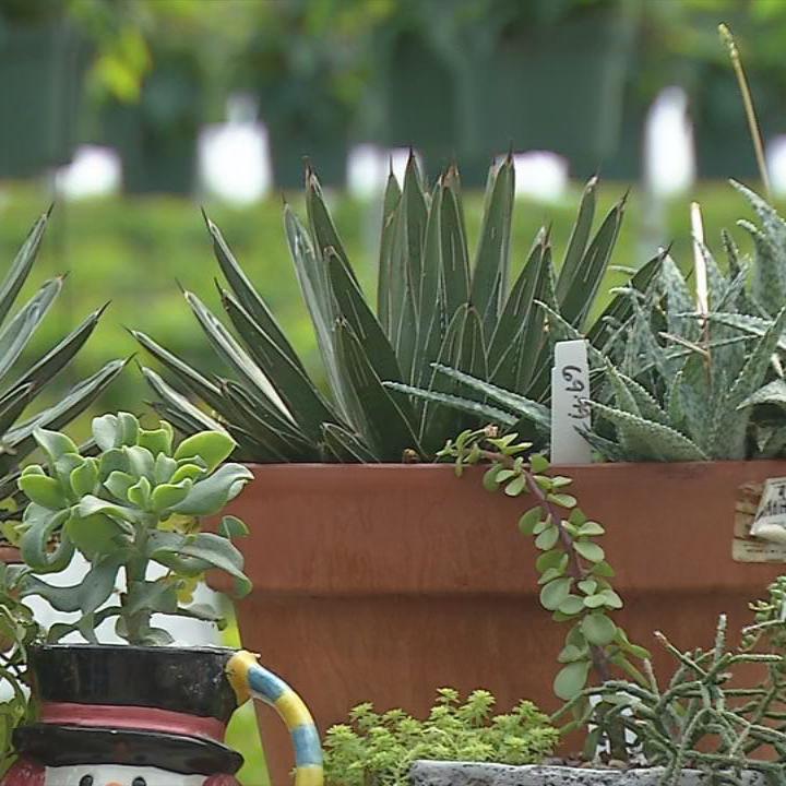 Country Corner Greenhouse 6.jpg